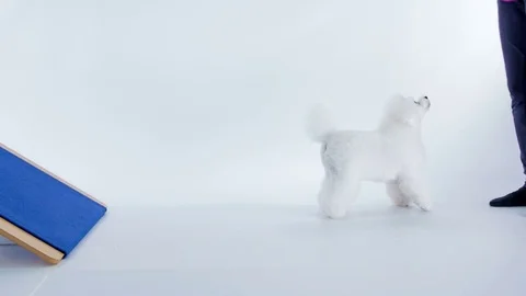 A puppy walks backwards Video stock 83773761