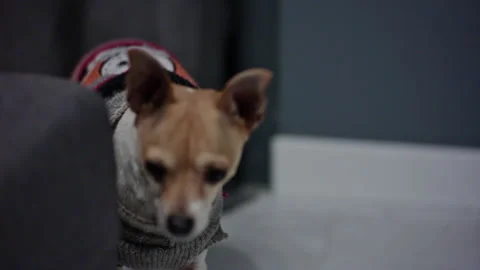 Puppy Wandering Stock Footage 167926013