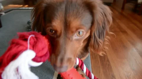 Puppy wants to play Stock Footage 20482008