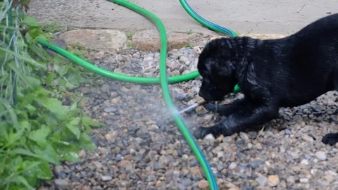 Puppy with water hose Stock Footage 110358917