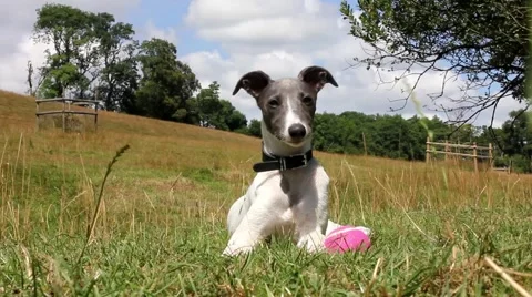 Puppy whippet lying down in a field Stock-Footage 40496390