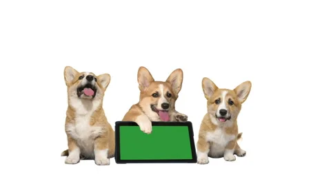 Puppy  on a white background. electronic tablet with green screen Video stock 119868408