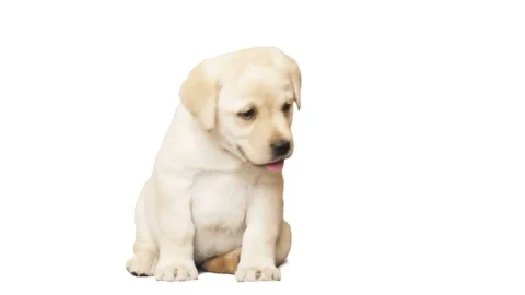 Puppy on a white background Stock Footage 75701508