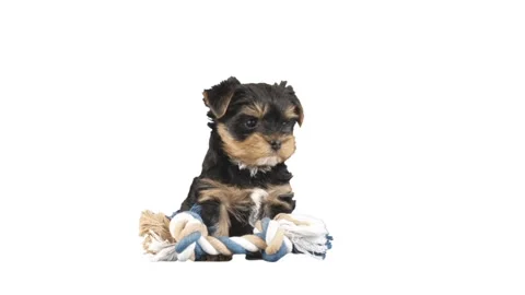 Puppy on white background Stock Footage 132522181