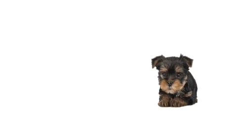 Puppy on white background Stock Footage 132522193