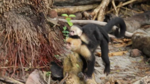 Puppy white-headed capuchin, Cebus,  white-faced 스톡 동영상 41897651