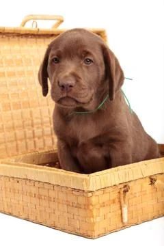 Puppy in a wicker box Stock Photos