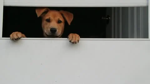 Puppy in a window 動画素材 11143220