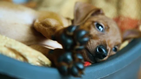 The puppy woke up. Stock Footage 158509006