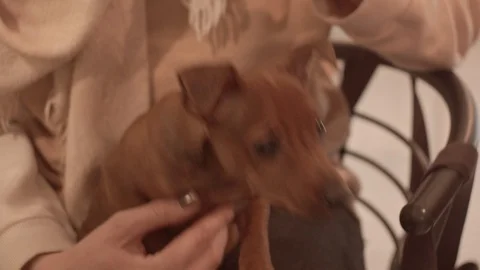 Puppy on woman's hands Stock Footage 121861067