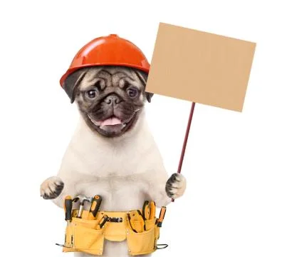 Puppy worker in hard hat with tool belt holding blank banner mock up on wood  Stock Photos
