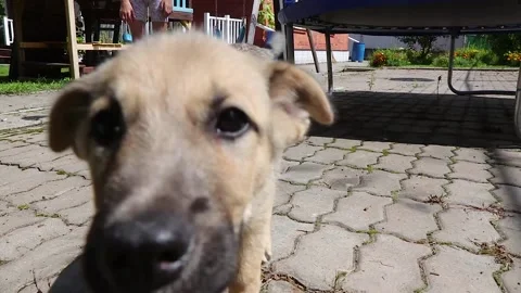A puppy in the yard comes up to the camera and sniffs it Stock Footage 205063367