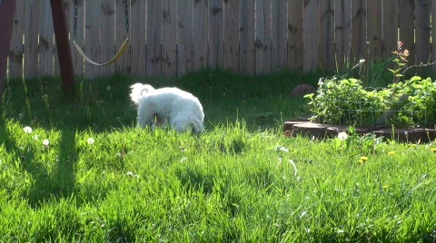 Puppy in yard Video stock 706330