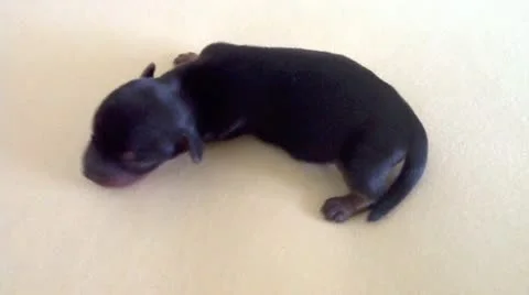 A puppy yorkshire Stock Footage 10838729