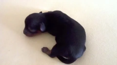 A puppy yorkshire Stock Footage 10838736