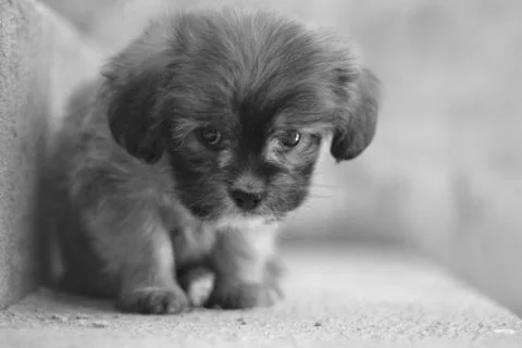 Puppy yorkshire mixed with poodle Stock Photos