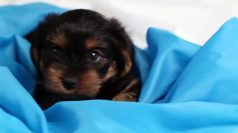 Puppy Yorkshire terrier close-up in blue cloth Stock Footage