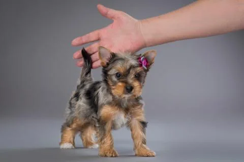 Puppy Yorkshire terrier Stock Photos