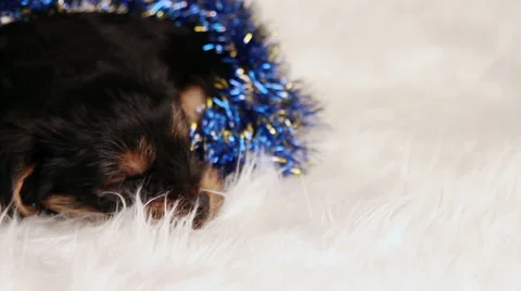 Puppy Yorkshire terrier in studio close-up Stock Footage 32172448