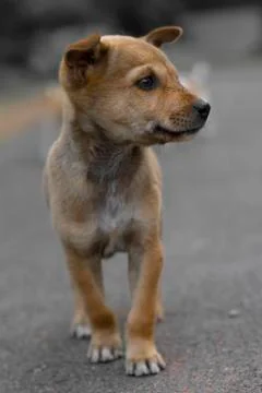 Puppy1 Stock Photos