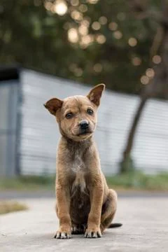 Puppy4 Stock Photos