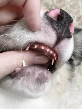 Puppy's baby teeth. Small, sharp, white teeth.. Puppy bites Vertical photo Stock Photos