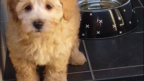 Puppy's first jump Stock Footage 142673348