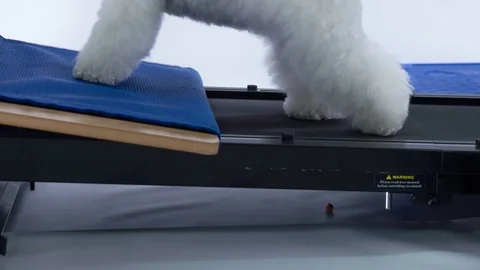 Puppy's last two feet are moving in order for him to stay in one place Stock Footage 83772648