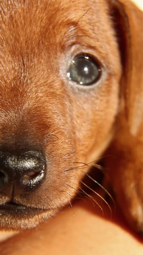 Puppy's muzzle close-up. Cute miniature pinscher puppy. Stock Footage 219227142