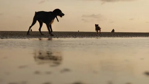 Pups on a beach after the ball at sunset 4K Stock Footage 285772667