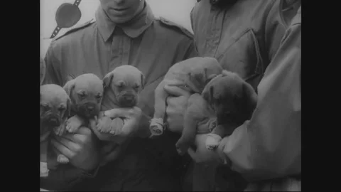 Pups settled in the warm soldiers pockets for the first para jump Stock Footage 83656252