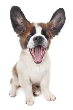 Pupy saint bernard with ears up and mouth open Stock Photos
