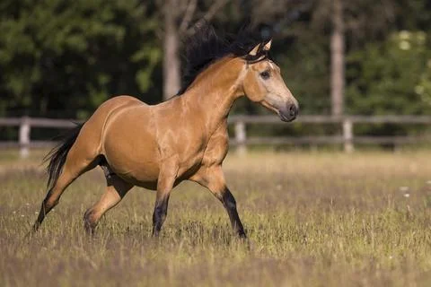 Pura Raza Espanola stallion dun galloping in the summer pasture Germany Europe Stock Photos