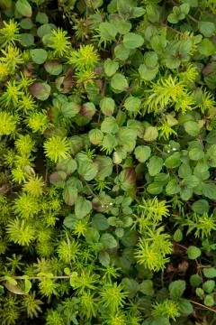 Pure Blumen Stock Photos