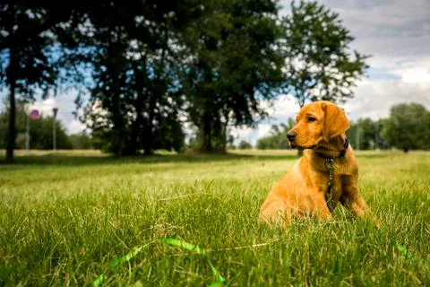 Pure Bred Pedigree Red Fox Retriever Puppy Sat In A Green Field Stock Photos