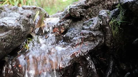 Pure fast moving clear fresh water stream. Small waterfall over trees roots 스톡 동영상 145843355