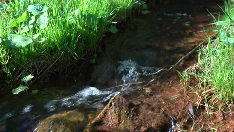 Pure Forest Stream among green grass. Close-up of a stream with clear water on a Stock Footage 130504207