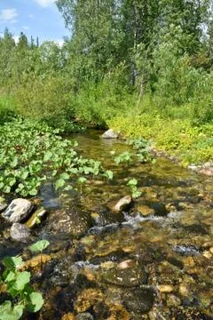 Pure forest stream. Stock Photos