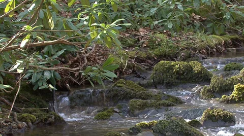 Pure fresh water brook in spring forest Stock-Footage 32968596