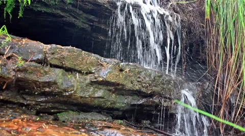 Pure fresh water stream in a forest Stock Footage 24184733