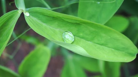Pure freshness Stock Footage 43714119