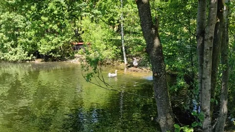 Pure goose 스톡 동영상 156812860