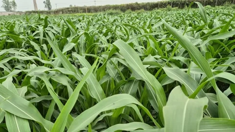 Pure Green Corn Field With Leaves Waving In Wind Stock Footage 337708908