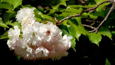 Pure king cherry blossom: Vidéo 80149838