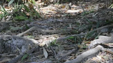 Pure light Stock Footage 20542172