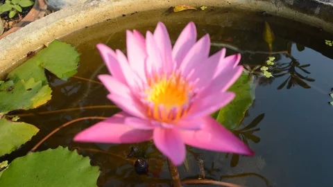 The pure lotus in the pond Stock Footage 96350837