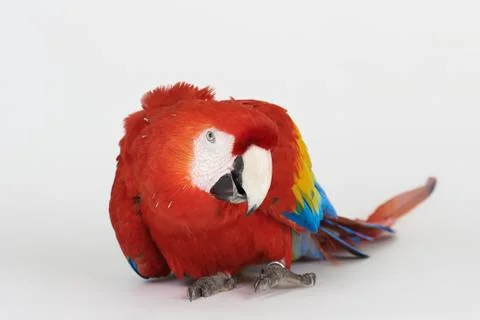 Pure macaw parrot Foto stock