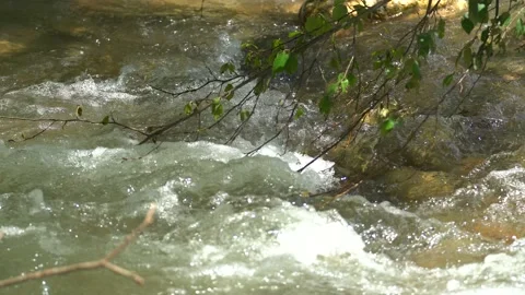 Pure mountain cold water flows over rocks covered with moss. The leaves of a Stock Footage 142431766