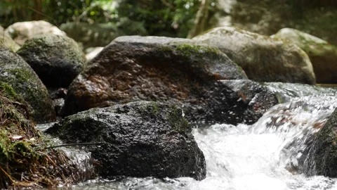 A pure mountain creek meanders through lush greenery, its waters dancing over Stock Footage 312110618