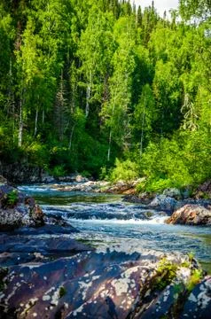 Pure mountain river. warm Sunny summer day. Stock Photos